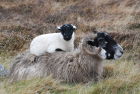 Cheeky lamb using mum&#039;s back as a bed!