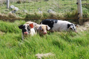  Happy pigs make great pork!