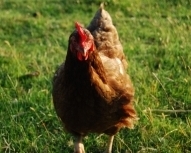 Free Range Hens