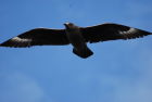 Great Skua