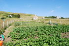 Fionncroft field vegies