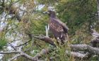 Our local White Tailed Eagle