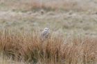 Short eared owl seen from the dining room window