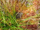 Common frog enjoying the sphagnum moss.