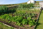 Fionncroft Cottage vegies