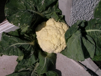  Summer Cauliflower